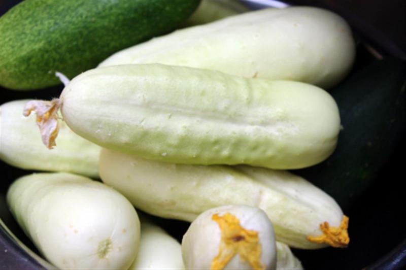 WHITE WONDER Cucumber ENGLISH heirloom 10 seeds